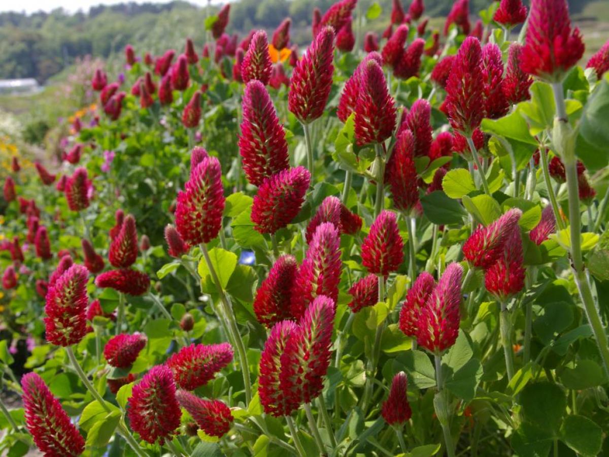 Клевер пунцовый (Trifolium incarnatum)